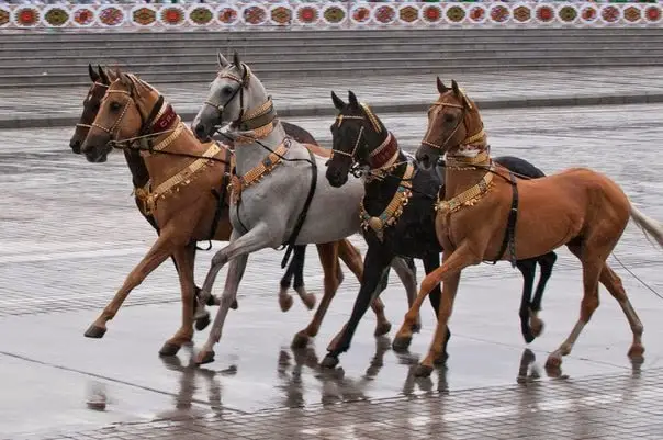 Akhal Teke Horse