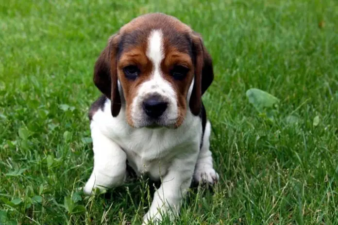 Anemia in Dogs