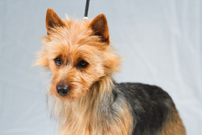 Australian Terrier Dog Breed