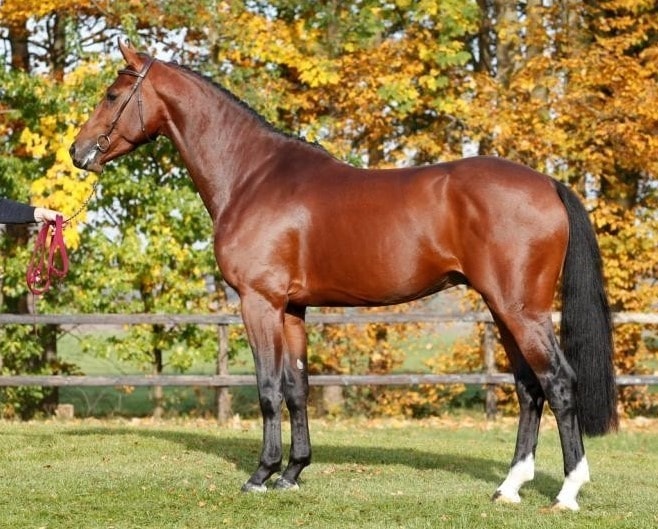 Beautiful Dutch Horse