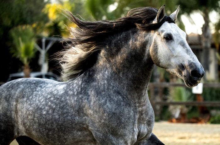 Beautiful Lusitano Horse