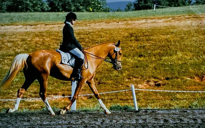 Behavior of Akhal Teke