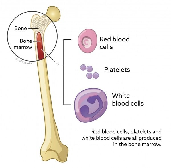 Blood Production Site of Blood