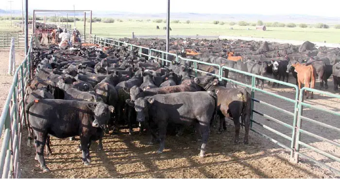 Causes of Actinobacillosis in Cattle