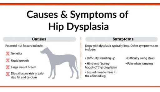 Causes of Canine Hip Dysplasia