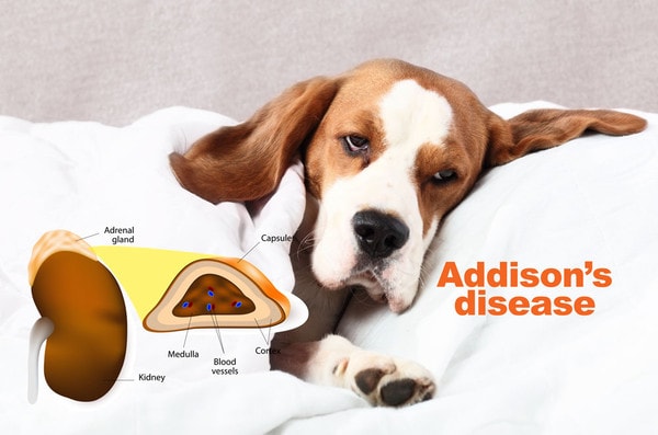 Causes of Hypoadrenocorticism in Dogs