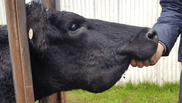 Lumpy Jaw in Cattle: Causes, Signs, Diagnosis, Treatment, and Control