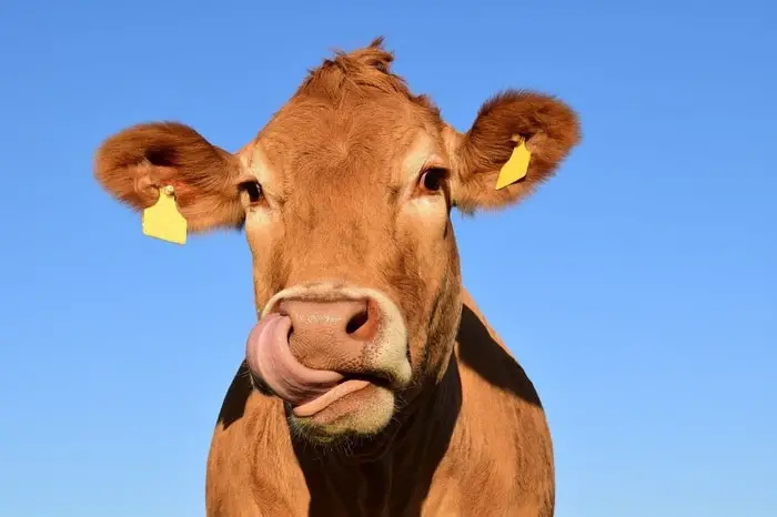 Clinical Signs of Rinderpest in Cattle