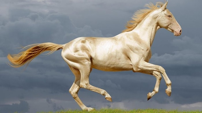 Color Turkmen Horse