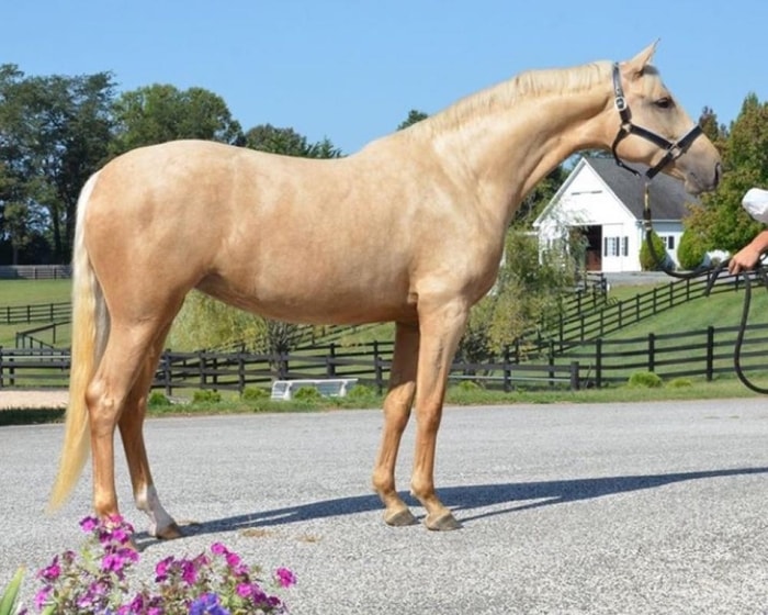 Color of Dutch Warmblood Horse