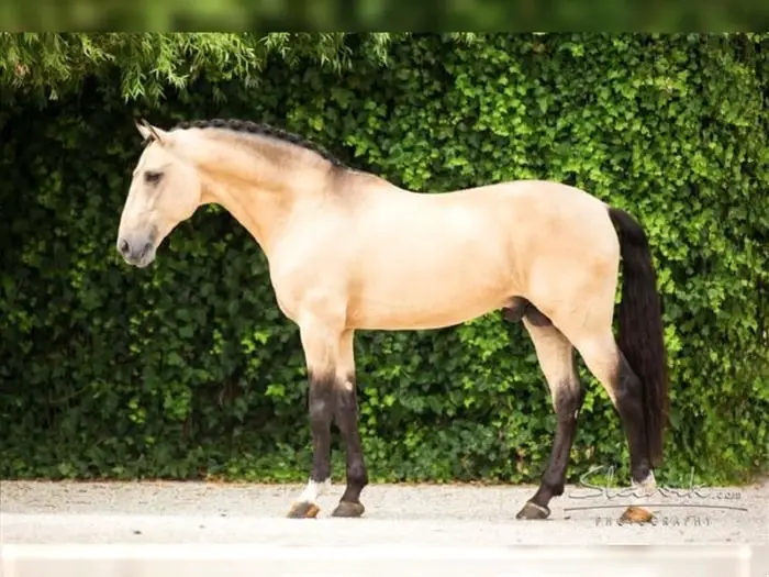 Cream Colored Lusitano