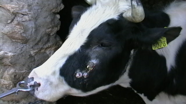 Diagnosis of Lumpy Jaw in Cattle