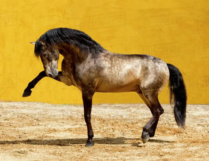 Dressage Horse Lusitano