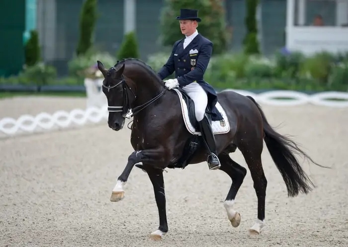 Dressage by Dutch Warmblood