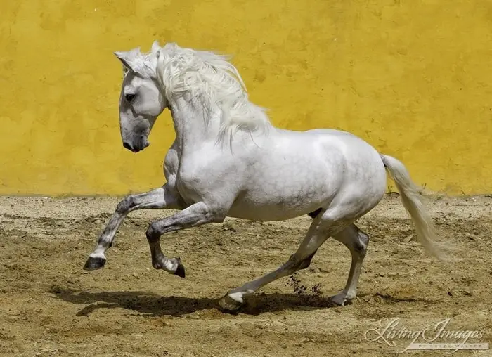 Exceptional Gaits of Horse