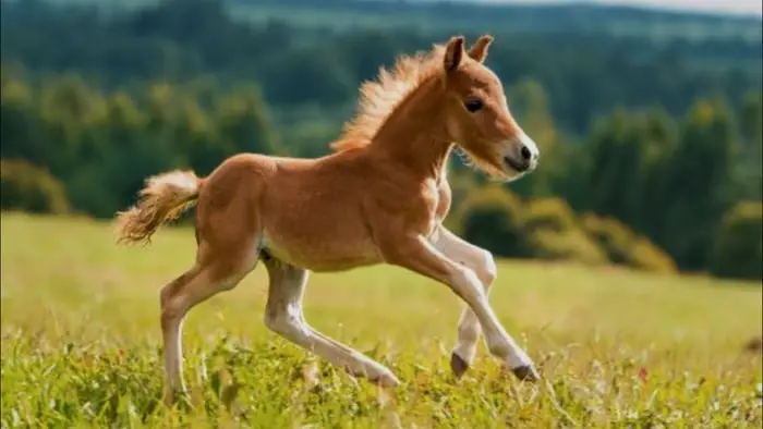 Foal are affected mostly by Strongylosis