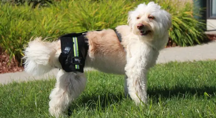 Hip Dysplasia in Dogs