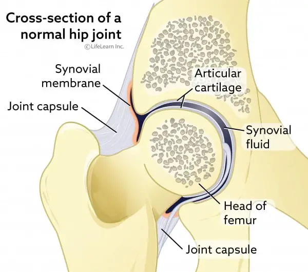 Hip Joint of Dogs