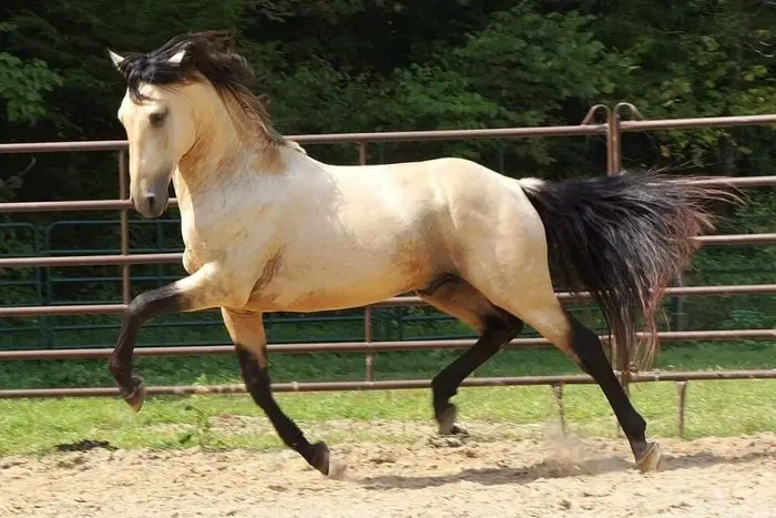 Horse Breed Lusitano