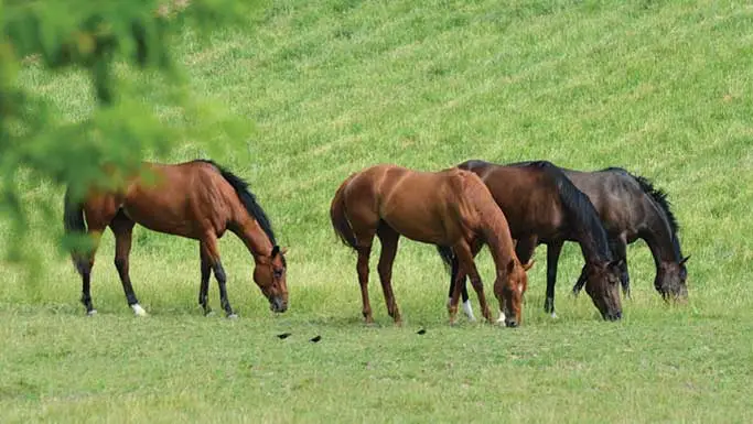 Horses at Pasture