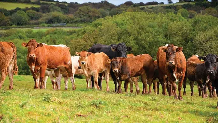Information on Lumpy Jaw in cattle