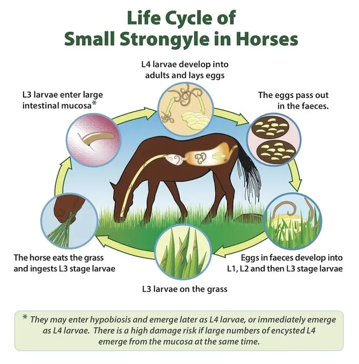 Life Cycle of Small Strongylosis