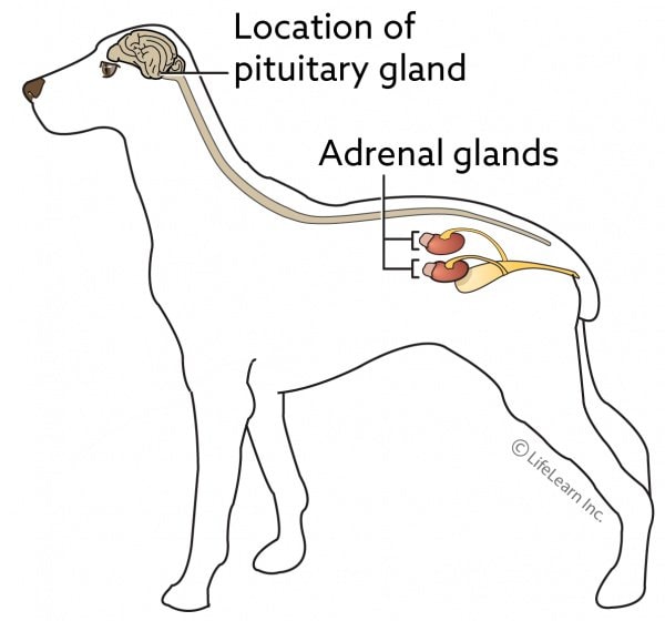 Location of Adrenal Glands in Dogs