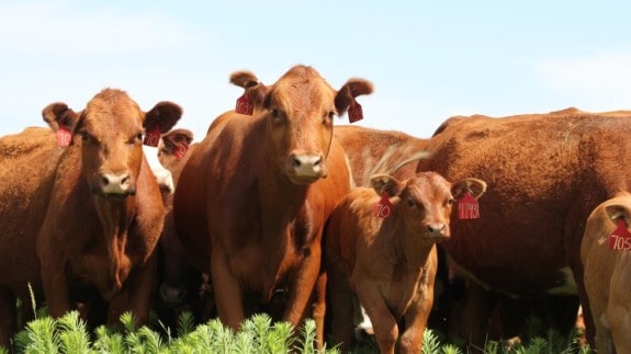 Lumpy Law in Cattle