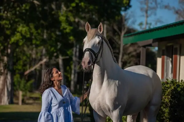 Lusitano Horse Breed