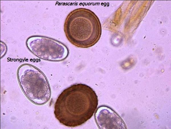 Microscopic Examination of Strongyle Eggs