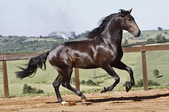 Origin of Portuguese Horse