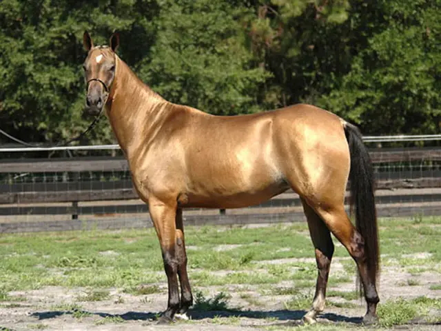 Physical Characteristics of Akhal Teke