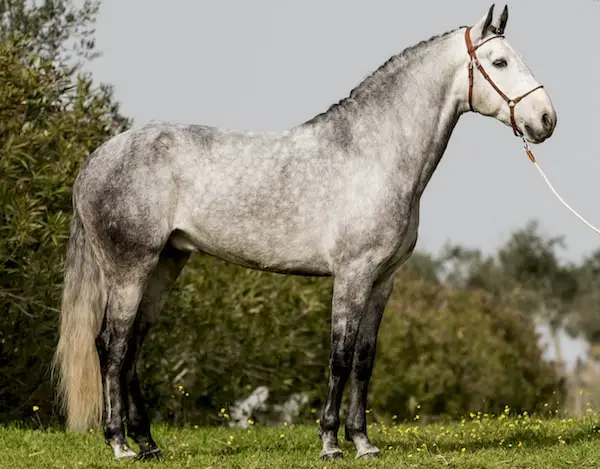 Physical Characteristics of Lusitano Horse