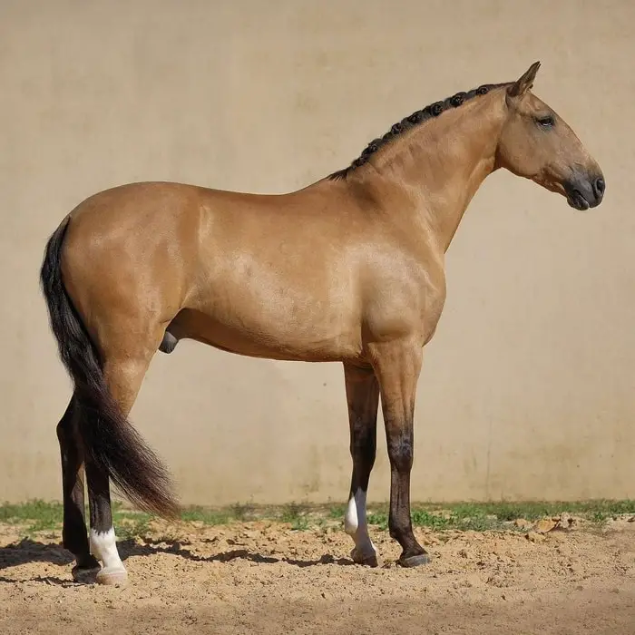 Portuguese Horse- Lusitano