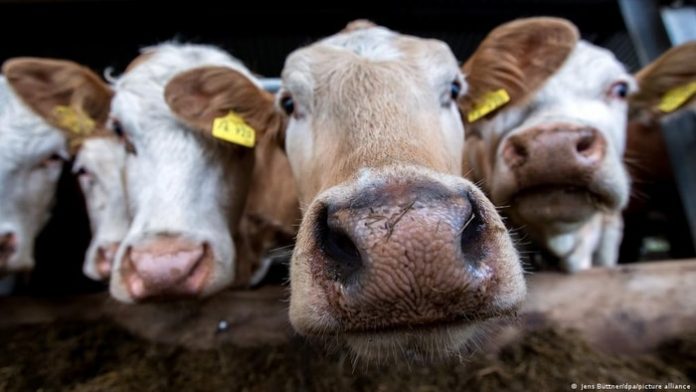 Rinderpest in Cattle