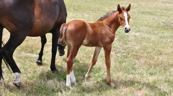 Selection and Breeding of Warmbllood Horse