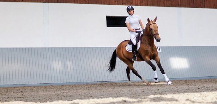 Unique Characteristics of Akhal Teke Horse