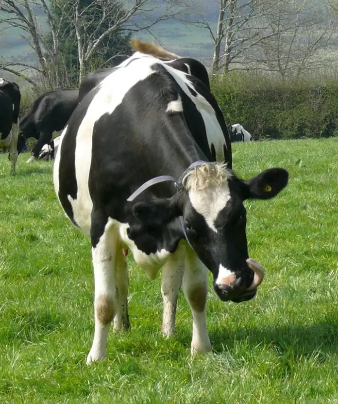 Wooden Tongue in cattle