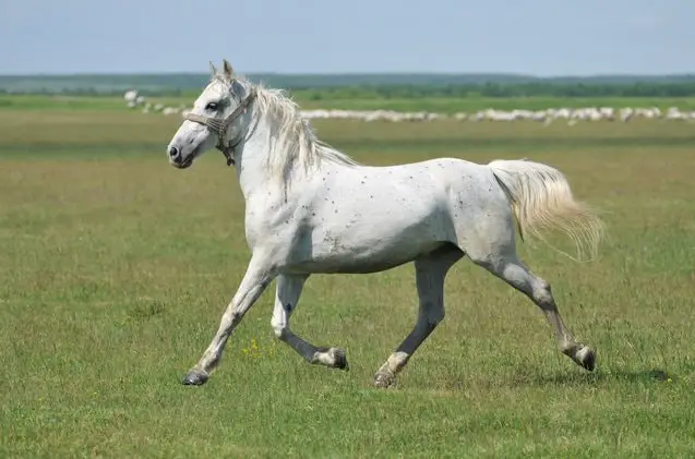 Austrian Horse Lipizzaner