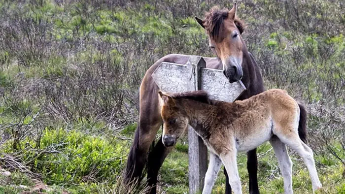 Beautiful pony of England