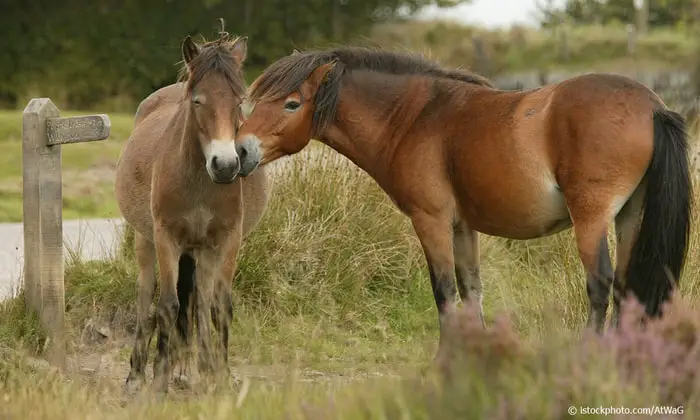 Behavior of Exmoor