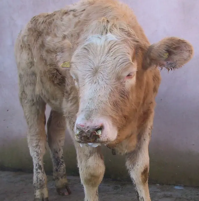 Buffaloes affected by Malignant Catarrh