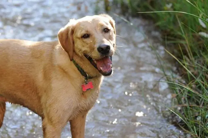 Canine Papillomatosis