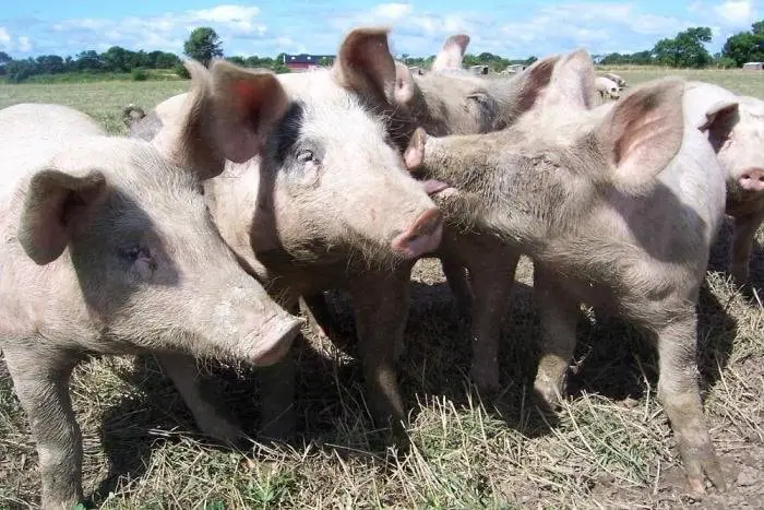 Causes of Classical Swine Fever