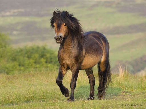 Color and Markings of the Pony