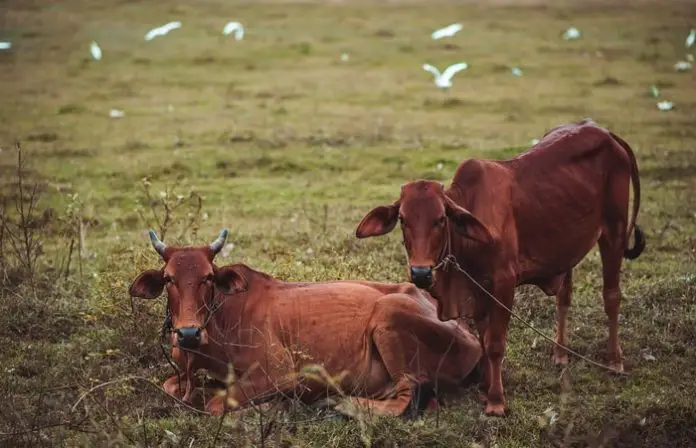 Cow Poxs Infection