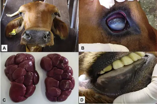Diagnosis of MCF in Cattle