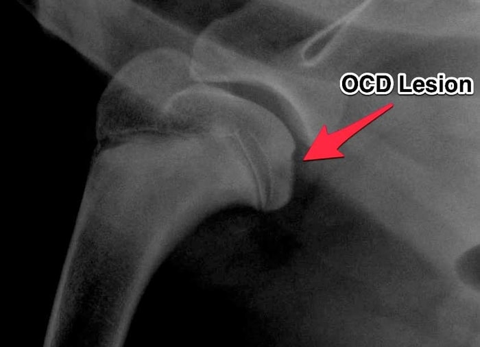 Diagnosis of Osteochondrosis in Dogs