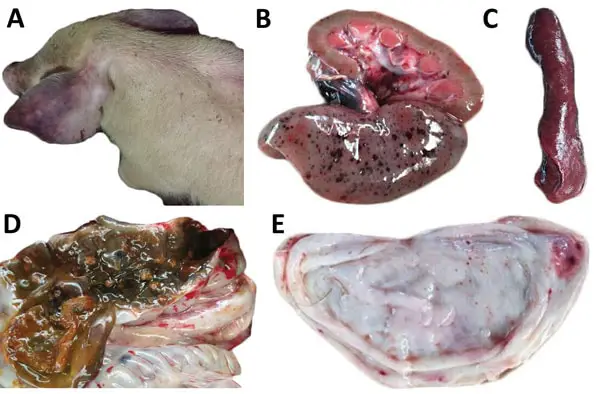 Diagnosis of Swine Fever