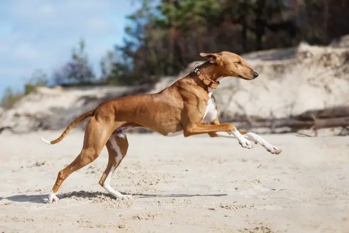 Dog Running